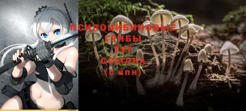 Псилоцибиновые грибы Psilocybine cubensis  как найти   mega   Кольчугино 